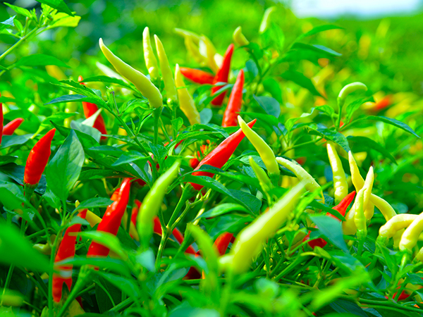 辣椒种植基地